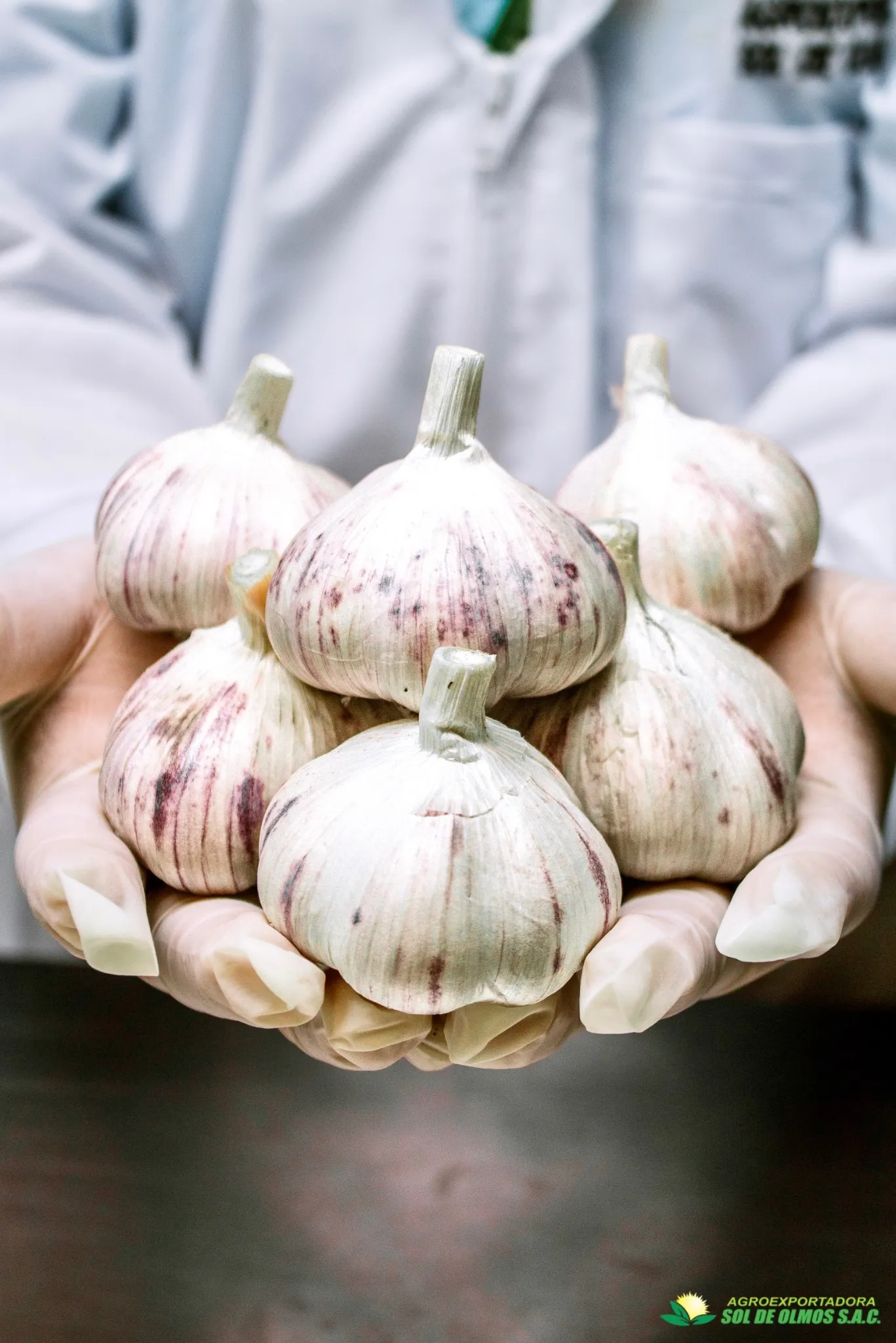 Manos sosteniendo ajos listos para exportación
