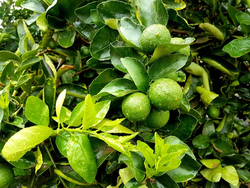 Bodegón de limas Tahití frescas