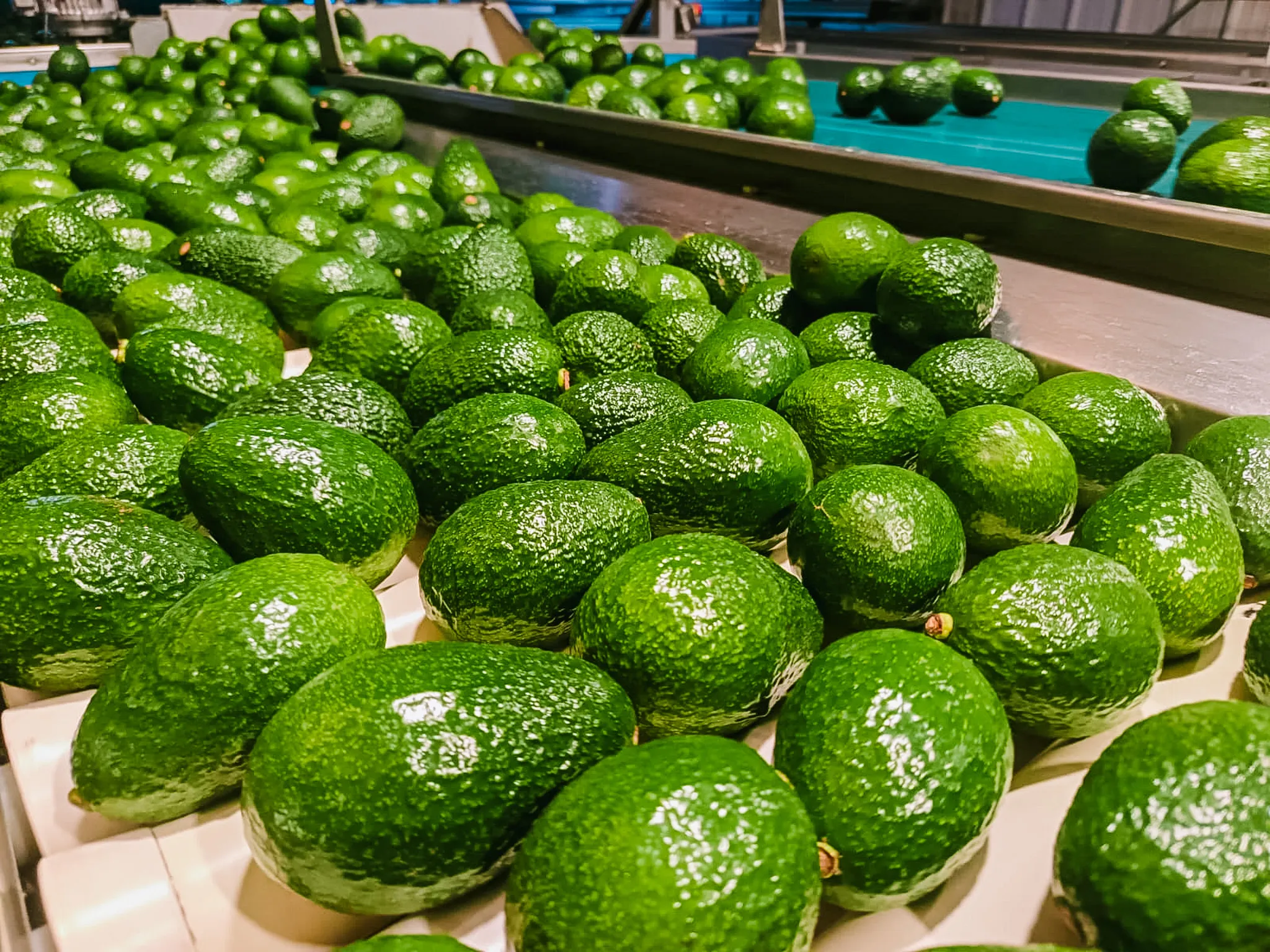 Palta Hass