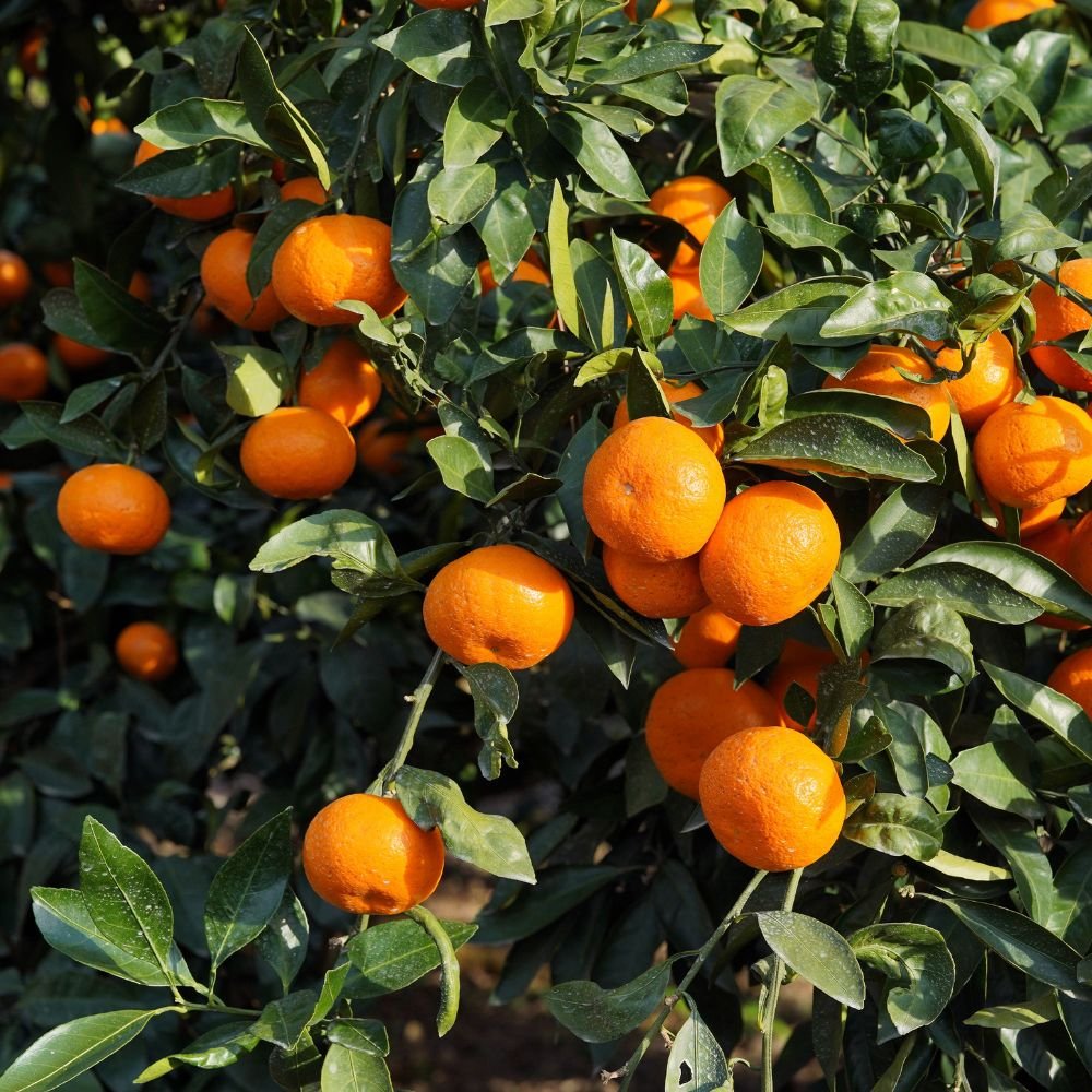 mandarina w murcot SDO